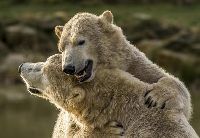 Wild Animal from Yorkshire Wild Life Park